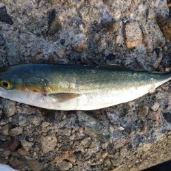 障泥烏賊2杯、その他魚多数！