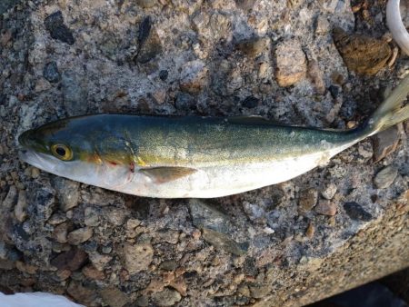 障泥烏賊2杯、その他魚多数！