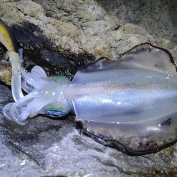 9月最初のエギング