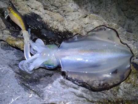 9月最初のエギング