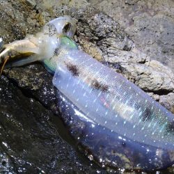 台風後のエギング