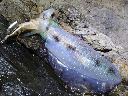 台風後のエギング
