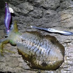 ちょい荒れエギング