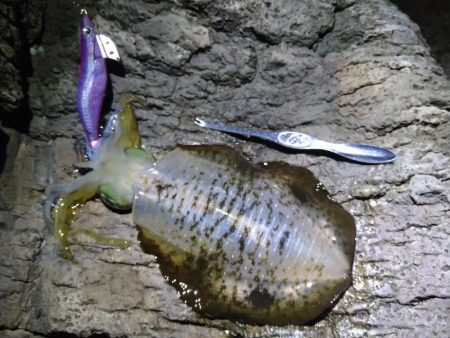 ちょい荒れエギング