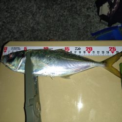 久しぶりの淡路島アジング🎣