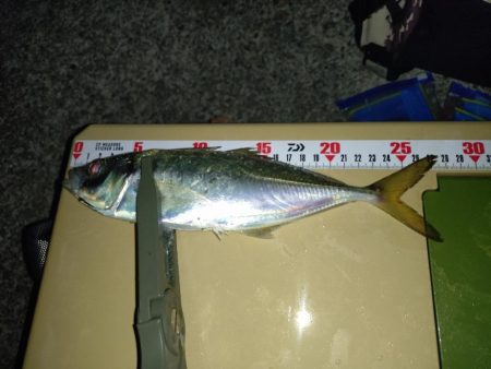 久しぶりの淡路島アジング🎣