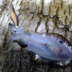 大きく育ってます