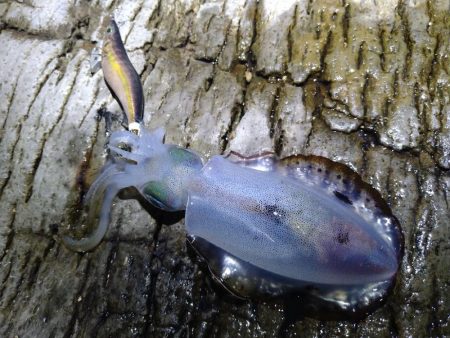 大きく育ってます