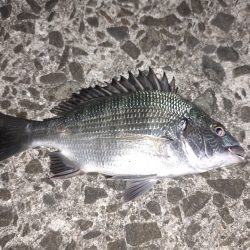 過去最大のタケノコ