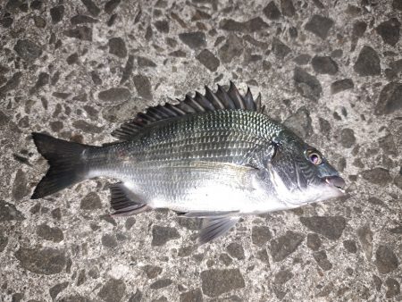 過去最大のタケノコ