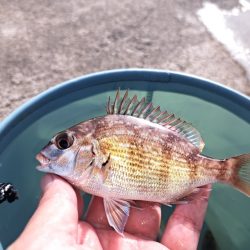 三重でキス釣り