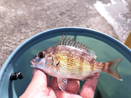 三重でキス釣り