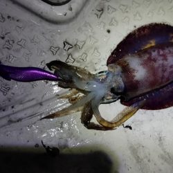 ティップランThird