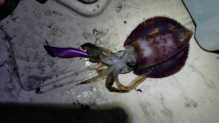 ティップランThird