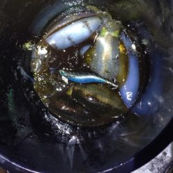 瀬戸内海ティップラン４ｔｈ