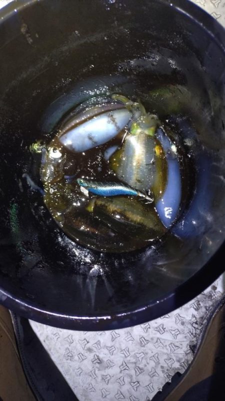 瀬戸内海ティップラン４ｔｈ