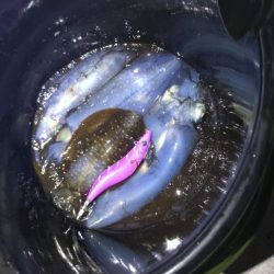 週末ティップラン