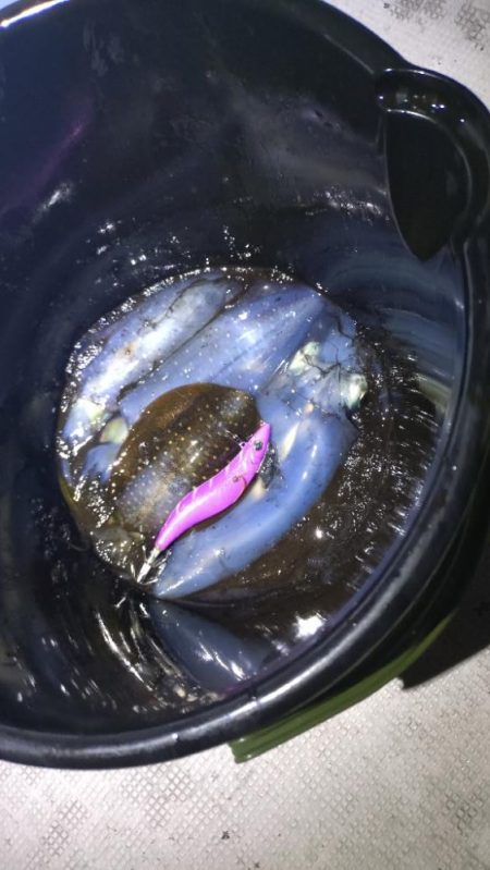 週末ティップラン