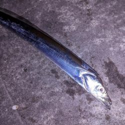 明石秋の3点セット