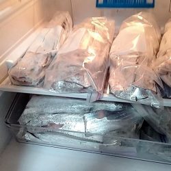 一年振りのタチウオさん