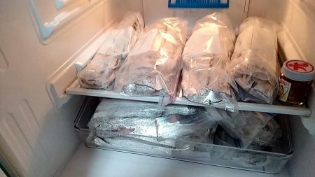 一年振りのタチウオさん