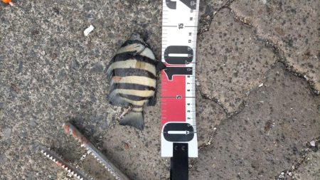 サンバカーニバル