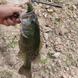 大減水!ボトム狙いで50UP!