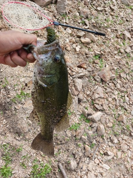 大減水!ボトム狙いで50UP!