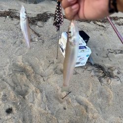 久しぶりの地元サーフ釣行でした