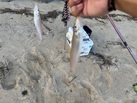 久しぶりの地元サーフ釣行でした