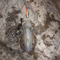 2025秋エギングスタート！