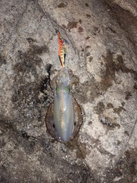 2025秋エギングスタート！