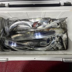 初めてのライトテンヤタチウオでした