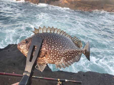 大荒れの中良型オナガグレ捕獲！