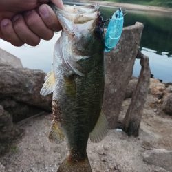 高山ダムで数釣り