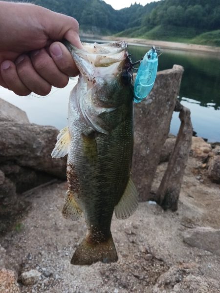 高山ダムで数釣り