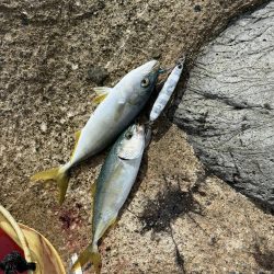 味をしめた磯にて、、ツヌケました〜