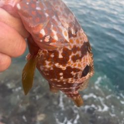 2025 佐渡ヶ島エギング Vol.5【9月7日】