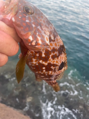 2025 佐渡ヶ島エギング Vol.5【9月7日】