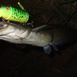 真夏のパターン