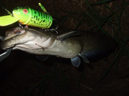 真夏のパターン