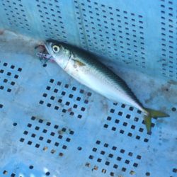 青物不発もなんとか