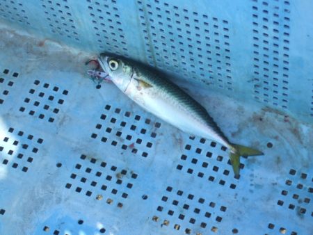 青物不発もなんとか