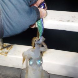 ティップラン初釣行〜倉丸〜