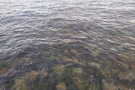 コロッケアオリ