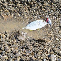 ライトゲームとエギング