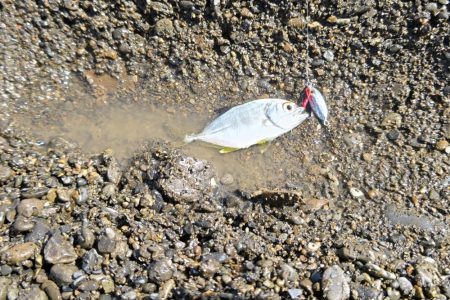 ライトゲームとエギング