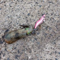 とりあえずアオリ3回目