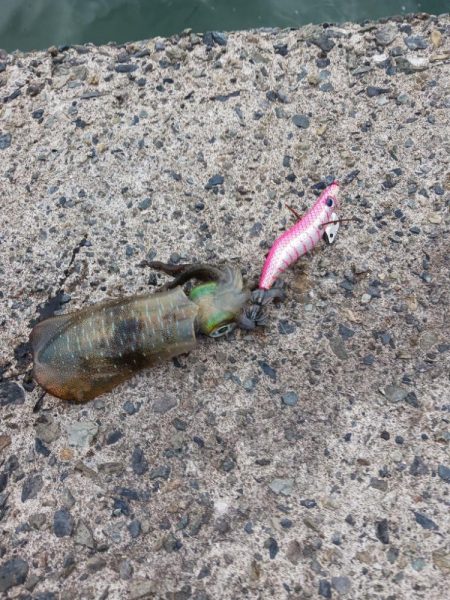 とりあえずアオリ3回目