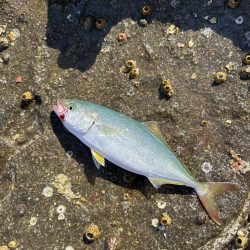 伊根の磯釣り🎣